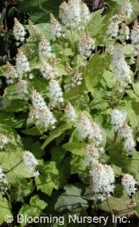 Tiarella wherryi                                  